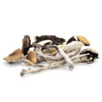 B Cubensis Mushrooms - Image 2