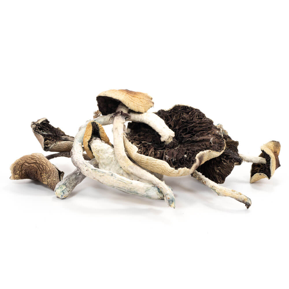 B-Cubensis-Mushrooms-2 B Cubensis Mushrooms