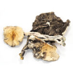 Brazilian Cubensis Mushrooms - Image 2