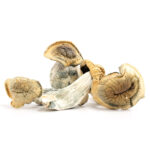 Penis Envy Shrooms - Image 2