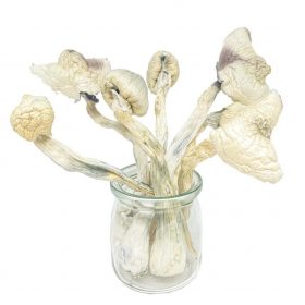 GWM Great White Monsters