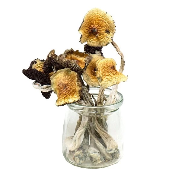 Golden Emperor Magic Mushrooms- Golden Emperor Magic Mushrooms