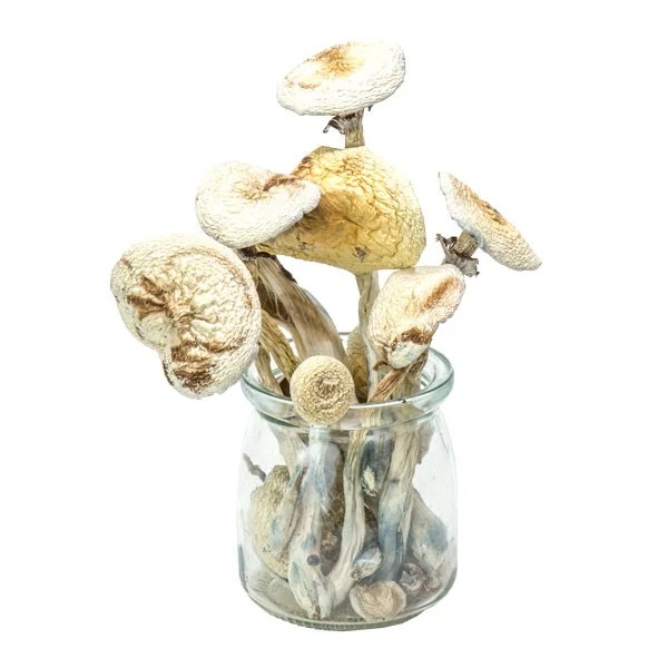 Rustic White Albino Magic Mushrooms 2 Rustic White Albino Magic Mushrooms