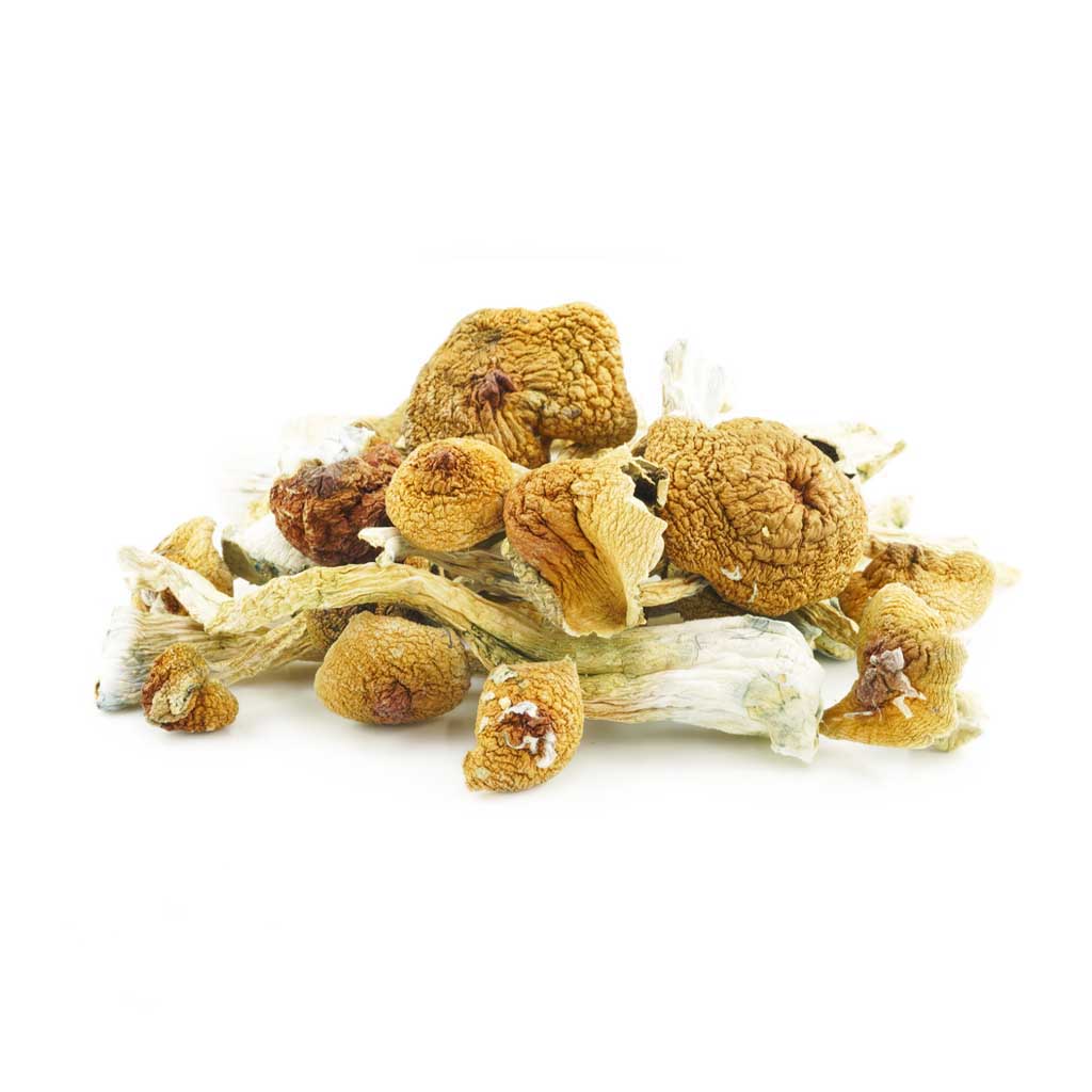 Shrooms – Amazonian Shrooms – Amazonian