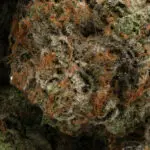 Mike Tyson - Image 3