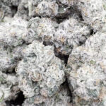 xotic Dark Matter - Bulk - Hybrid