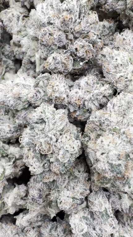 xotic Dark Matter - Bulk - Hybrid