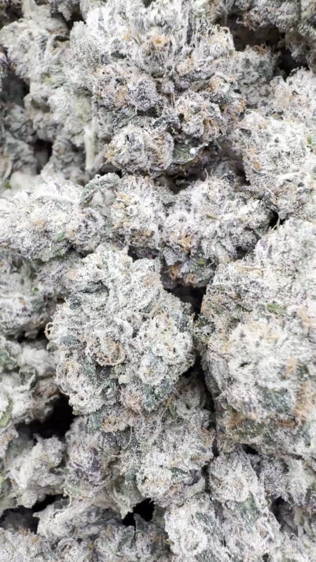 xotic Dark Matter - Bulk - Hybrid