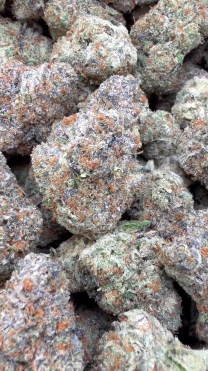 Gelonade Indoor - Sativa - Wholesale