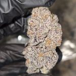 DOUBLE CHOCOLATE  |  FIRST CUT EXOTICS